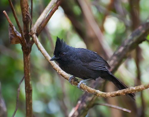 Tufted antshrike